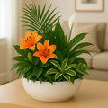 Orchid Elegance